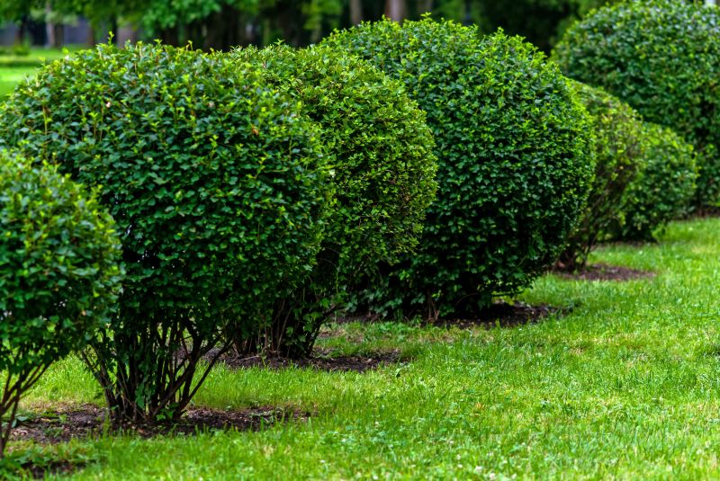 Trimmed Shrubs and Trees
