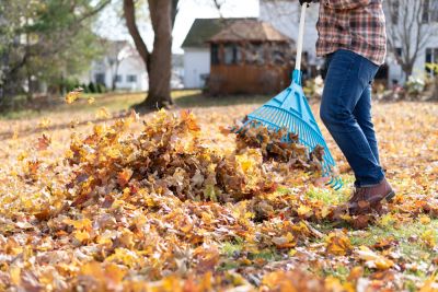 Remove Leaves from Your Yard!